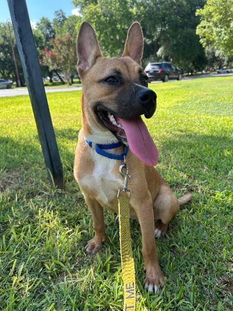 Margo, a Adoptable mixed breed in New Braunfels, TX image 5/6