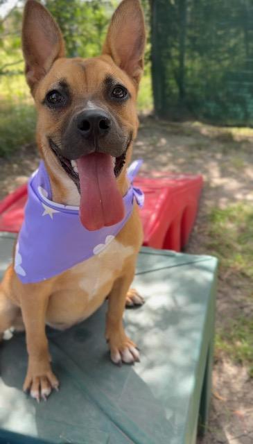 Margo, a Adoptable mixed breed in New Braunfels, TX image 6/6