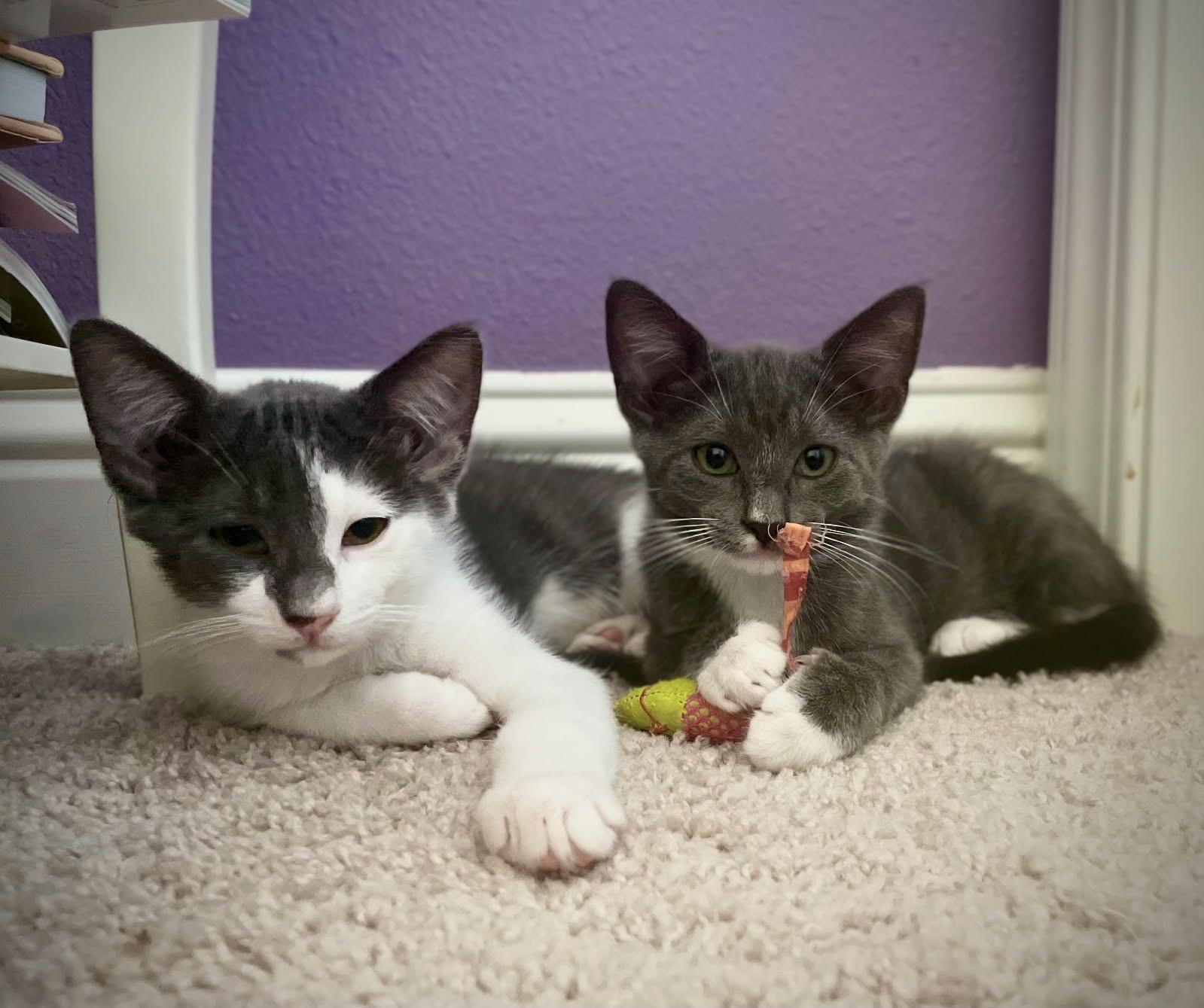 Enlarge Ollie, a Adoptable Domestic Short Hair in Fresno, CA image 3/4