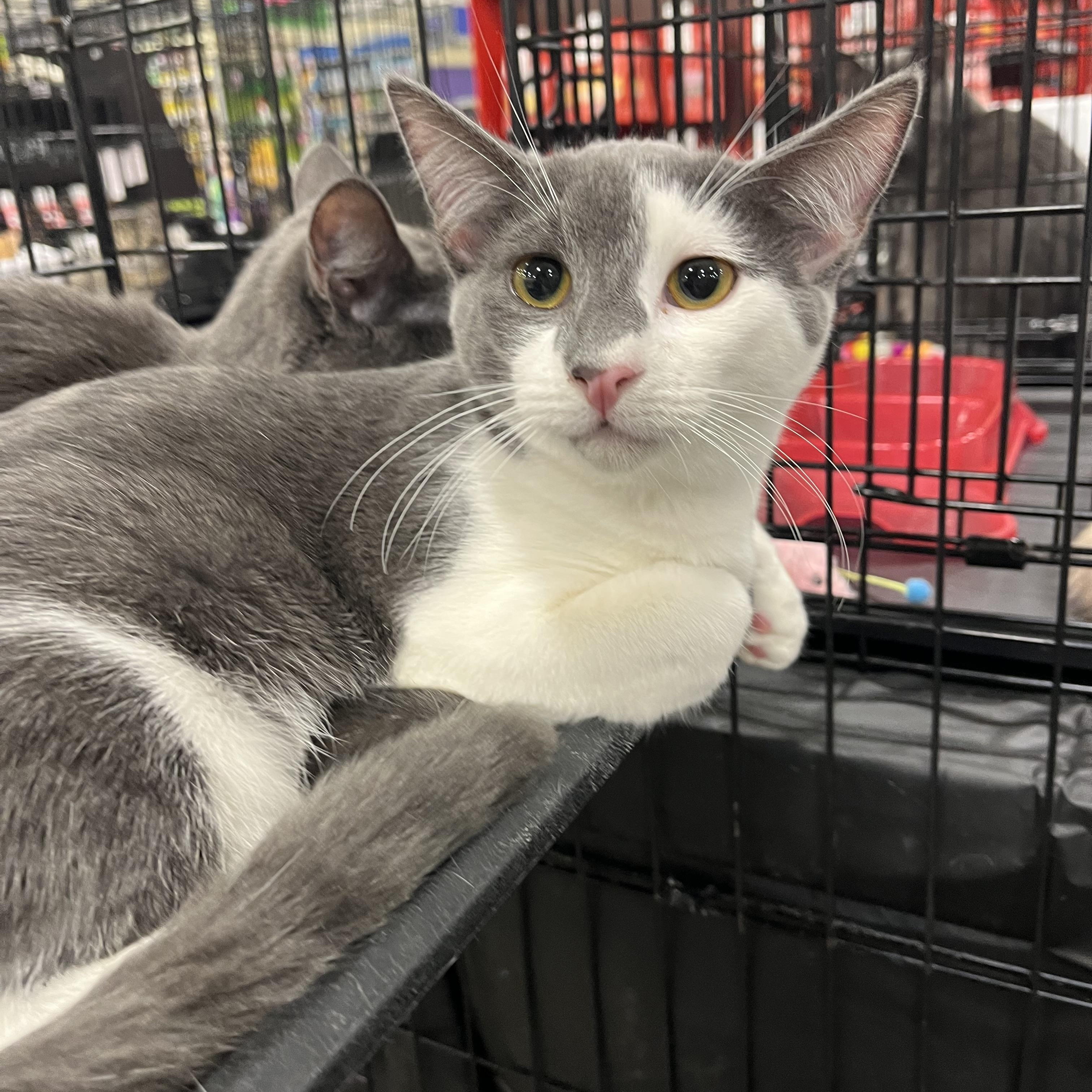 Enlarge Ollie, a Adoptable Domestic Short Hair in Fresno, CA image 1/4