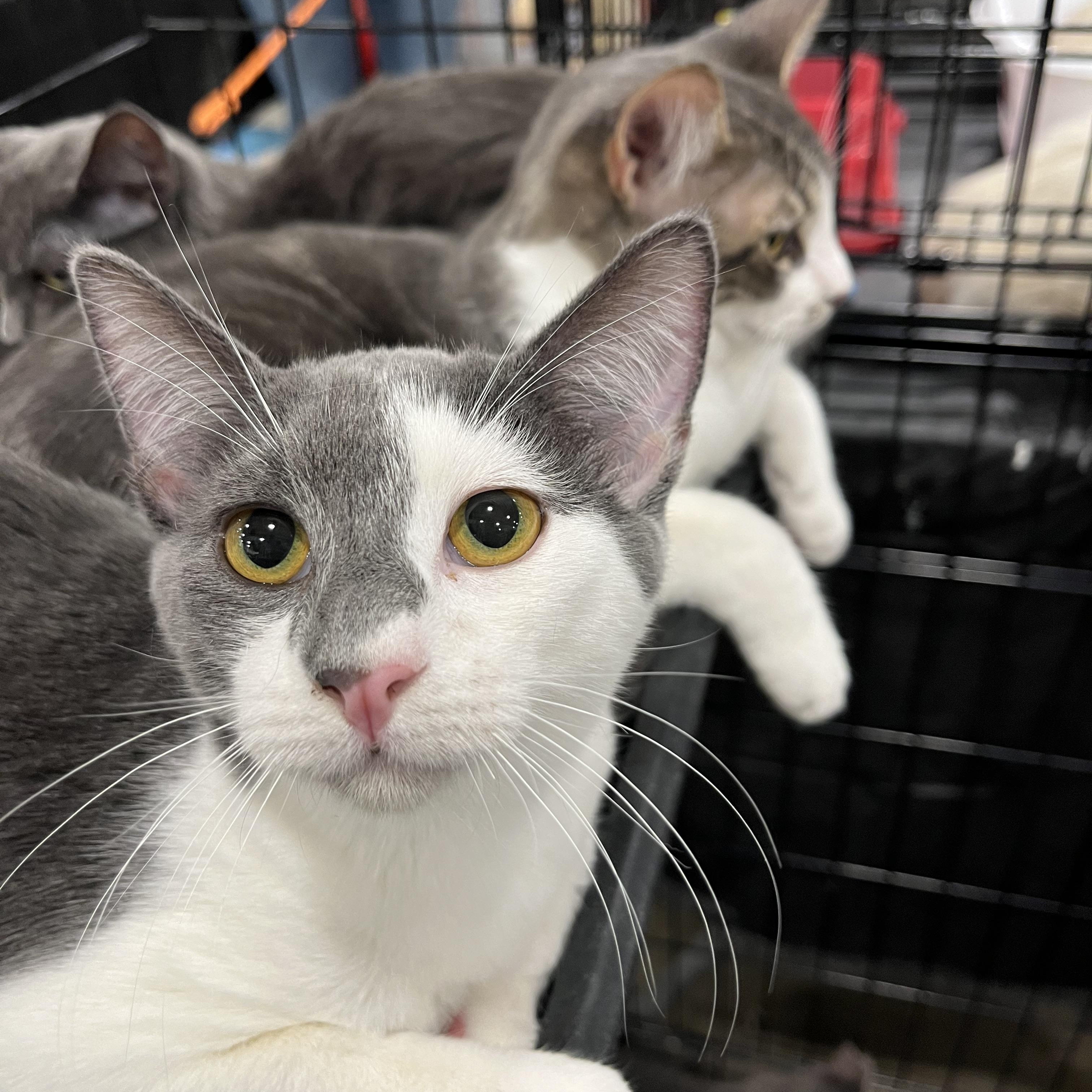 Enlarge Ollie, a Adoptable Domestic Short Hair in Fresno, CA image 2/4