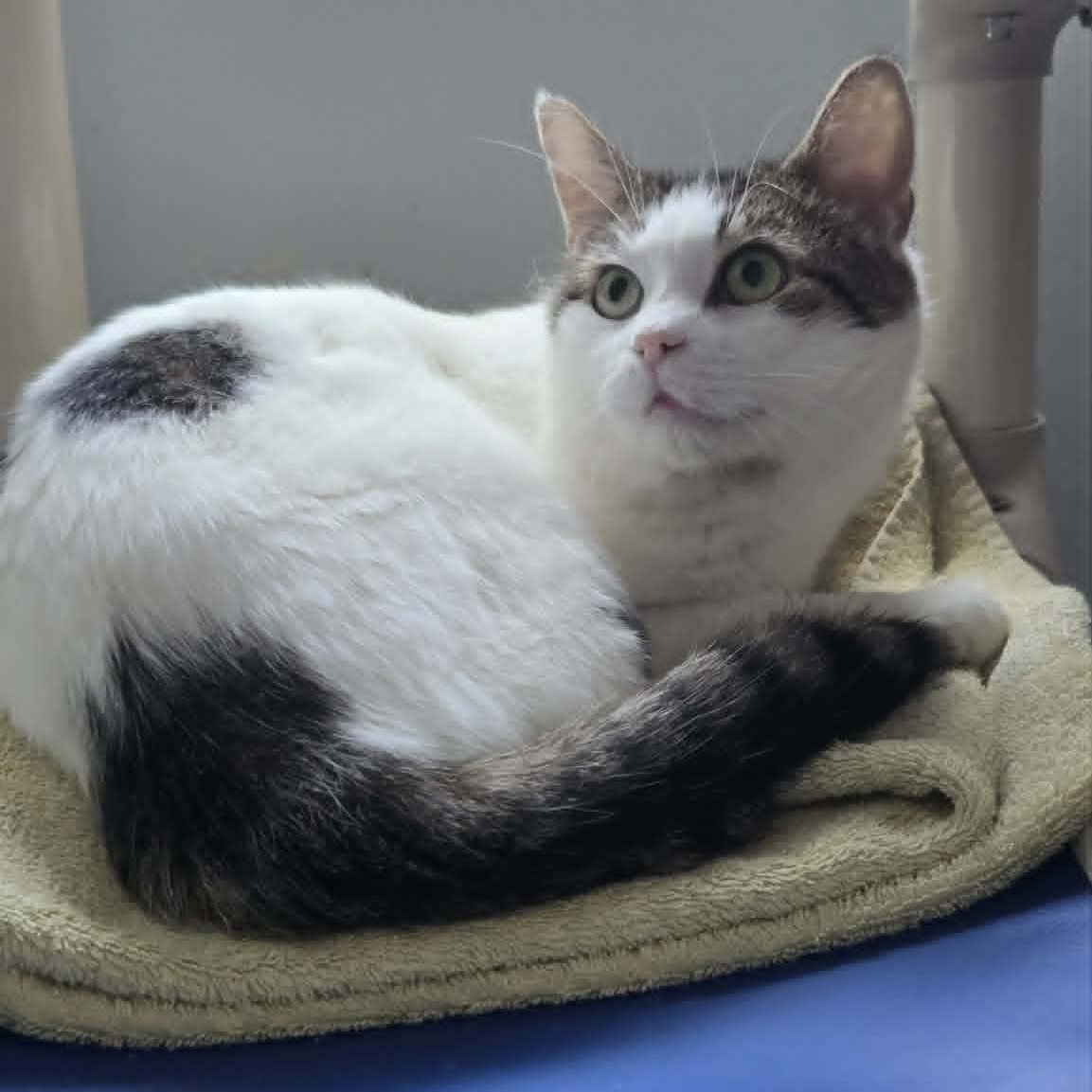 Fennel, a ADOPTABLE Domestic Short Hair in Salisbury, MA image 2/4