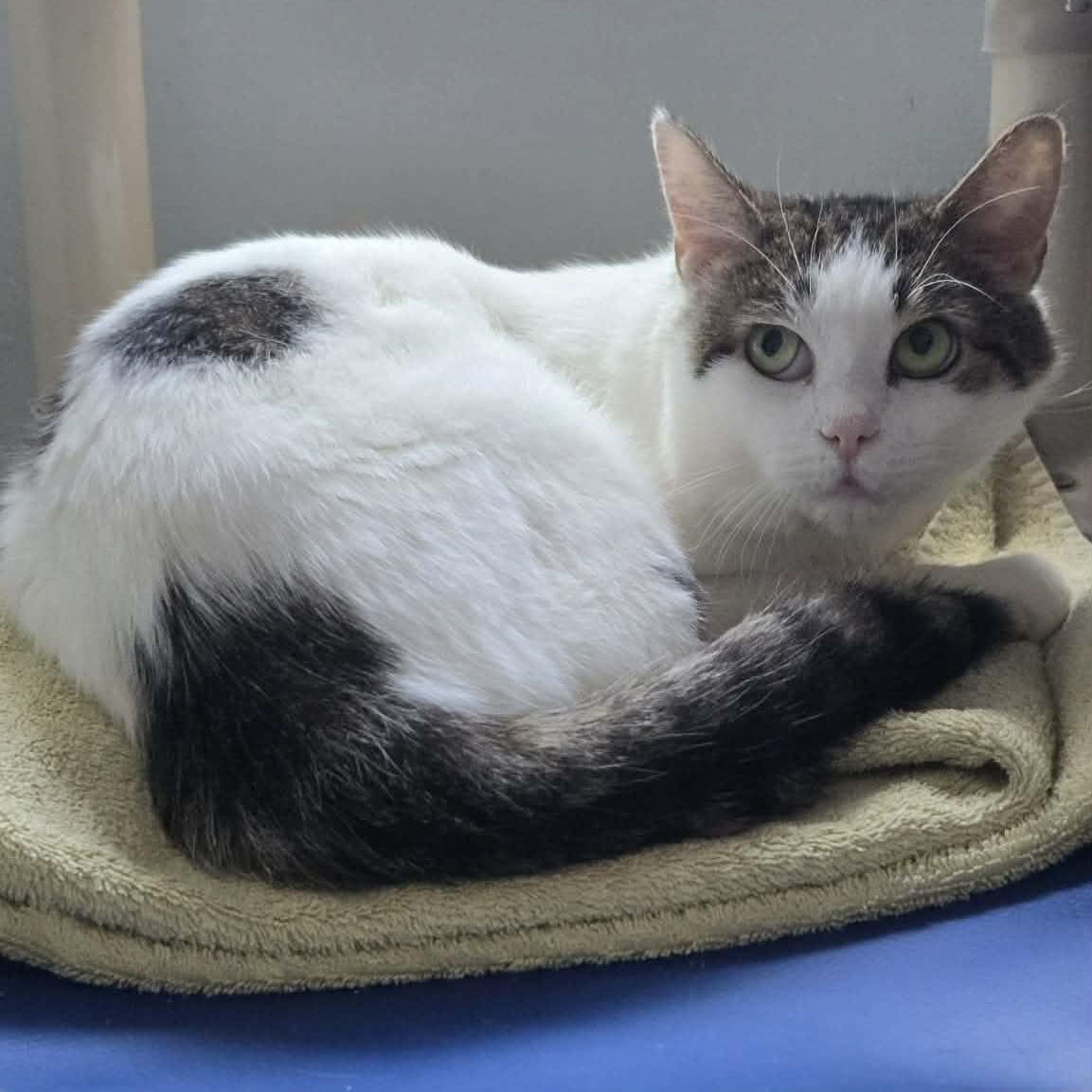 Fennel, a ADOPTABLE Domestic Short Hair in Salisbury, MA image 3/4