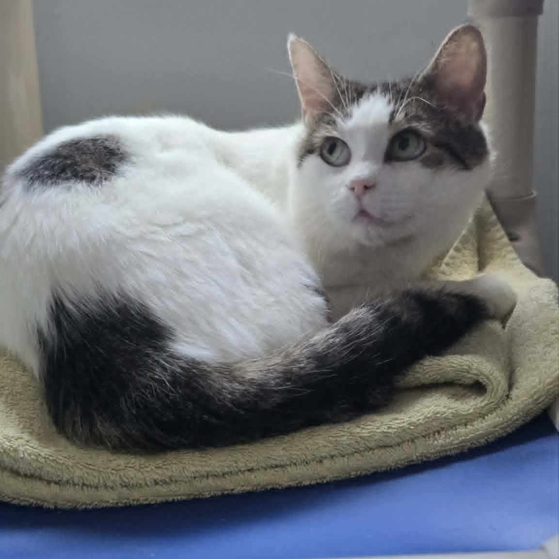 Fennel, ADOPTABLE, Adult Male Domestic Short Hair.