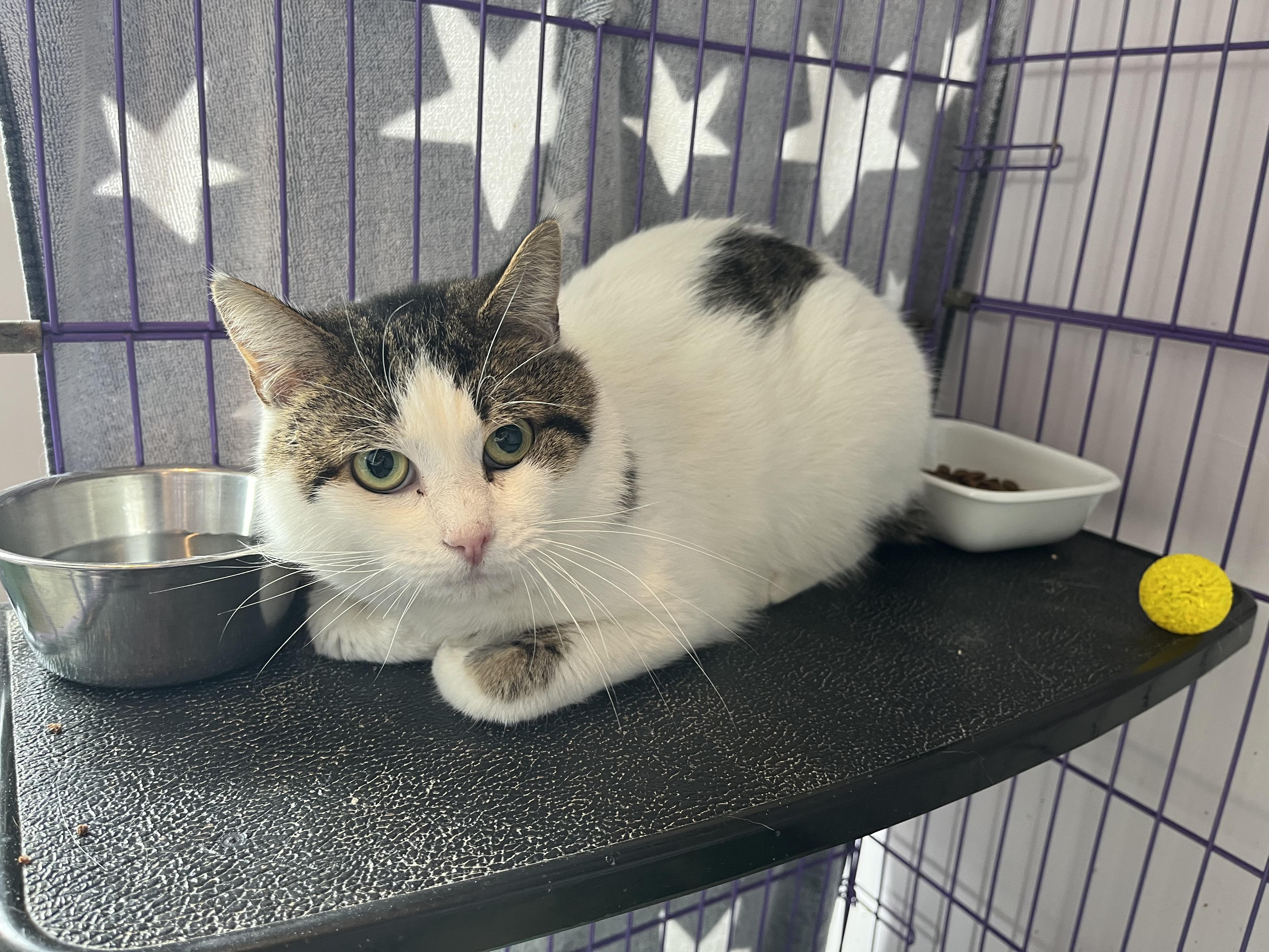 Enlarge Fennel, a ADOPTABLE Domestic Short Hair in Salisbury, MA image 5/5