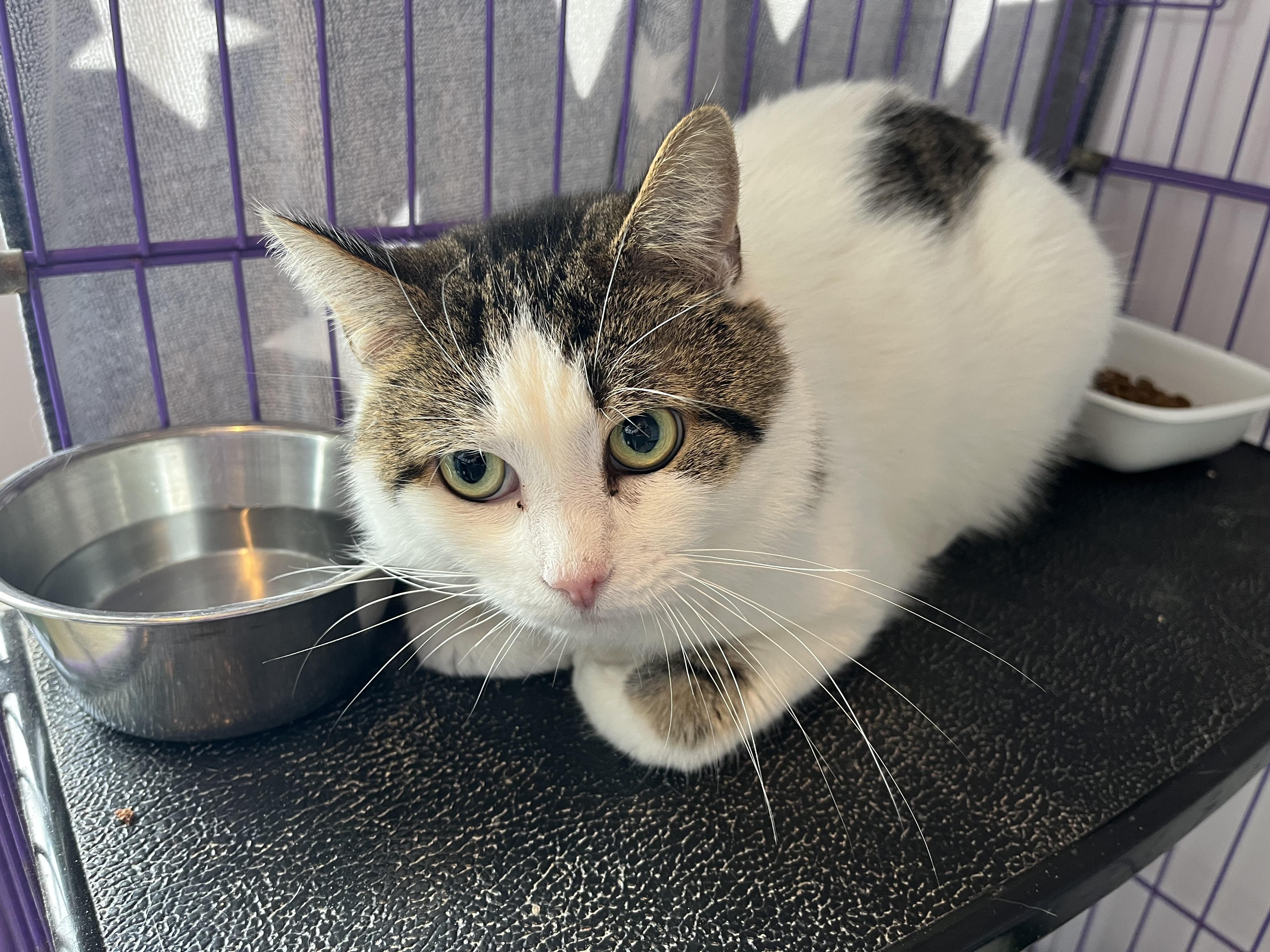 Enlarge Fennel, a ADOPTABLE Domestic Short Hair in Salisbury, MA image 3/5