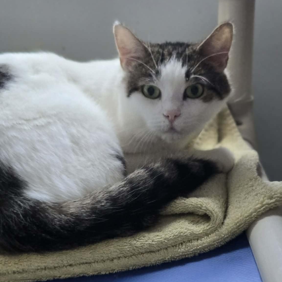 Fennel, a ADOPTABLE Domestic Short Hair in Salisbury, MA image 4/4