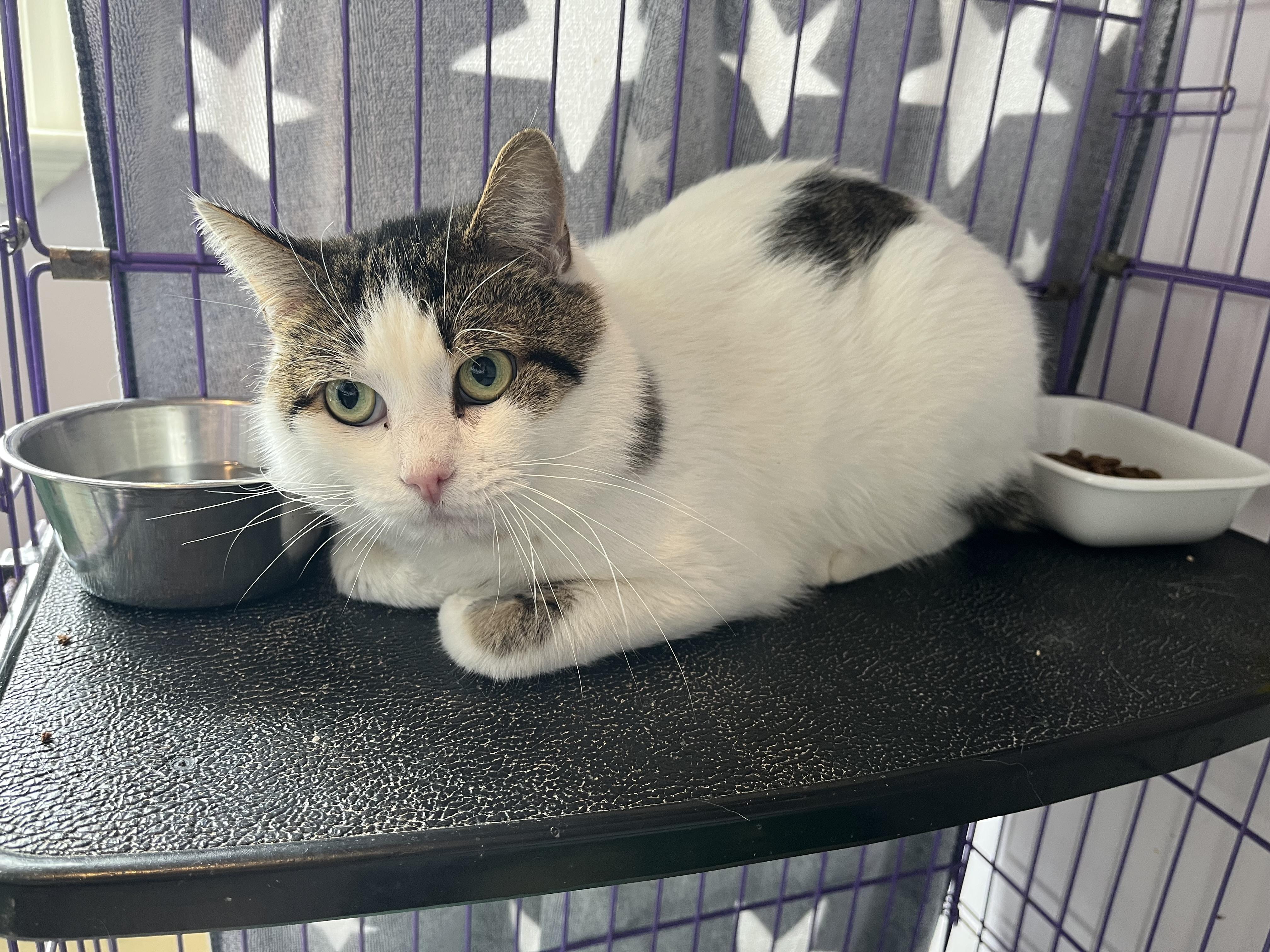 Enlarge Fennel, a ADOPTABLE Domestic Short Hair in Salisbury, MA image 1/5