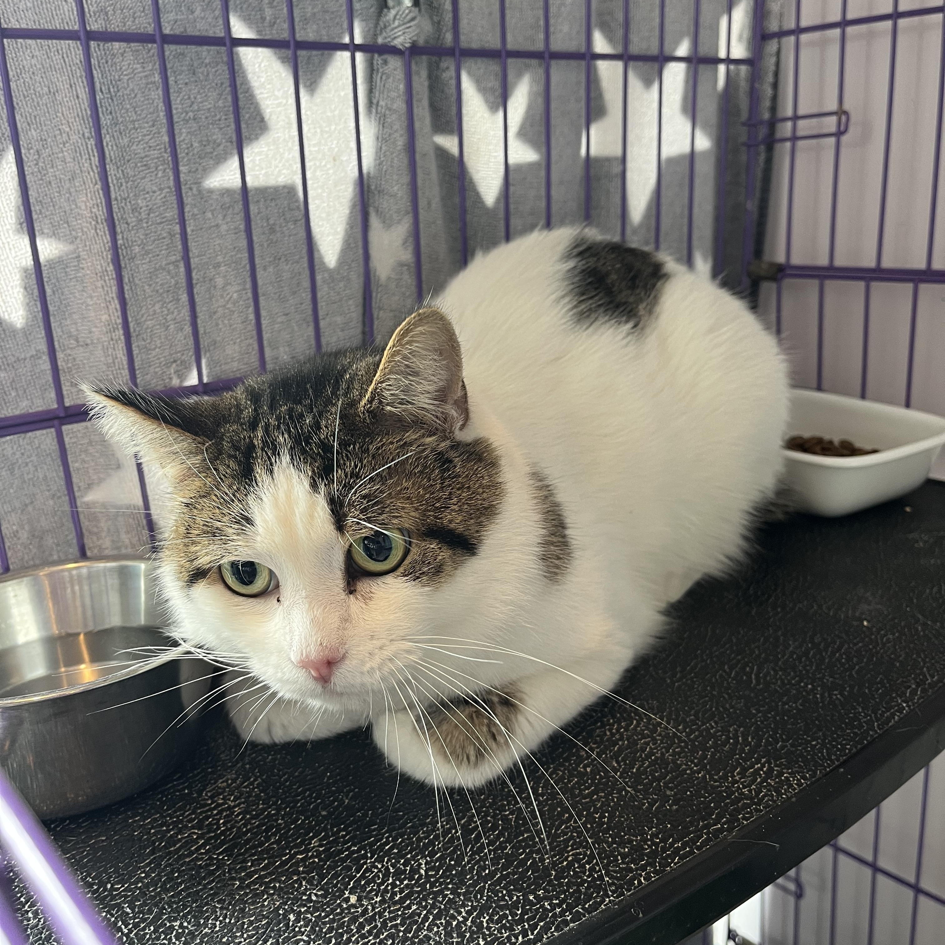 Enlarge Fennel, a ADOPTABLE Domestic Short Hair in Salisbury, MA image 4/5
