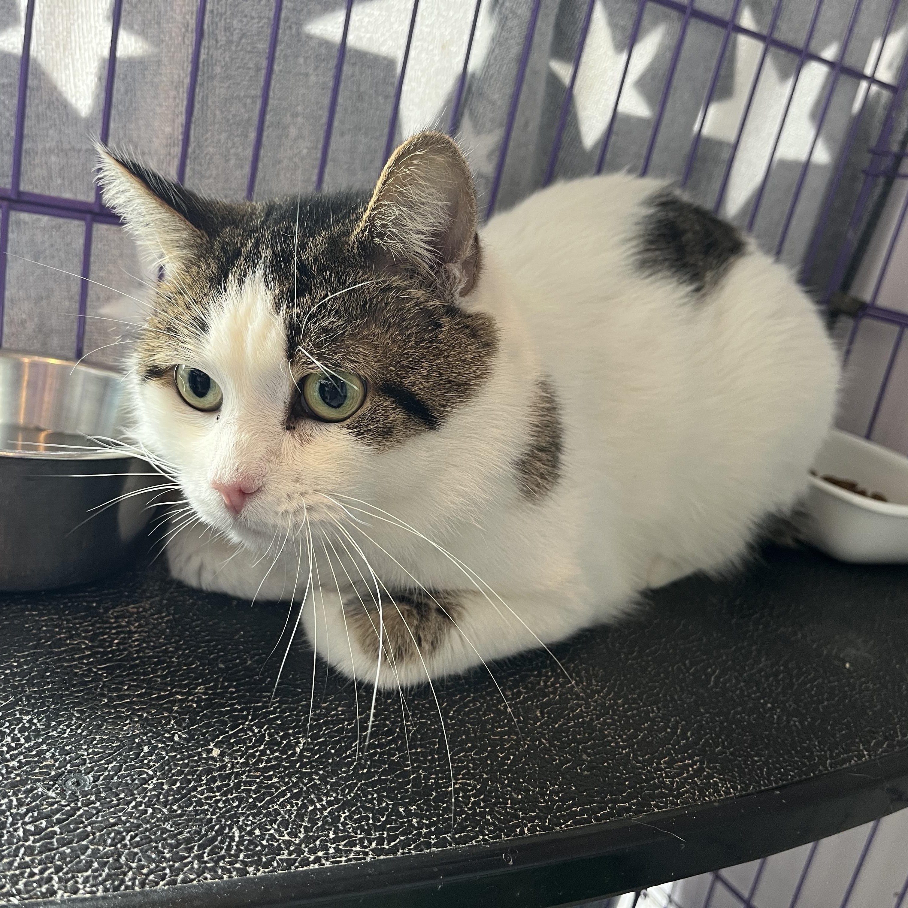 Enlarge Fennel, a ADOPTABLE Domestic Short Hair in Salisbury, MA image 2/5