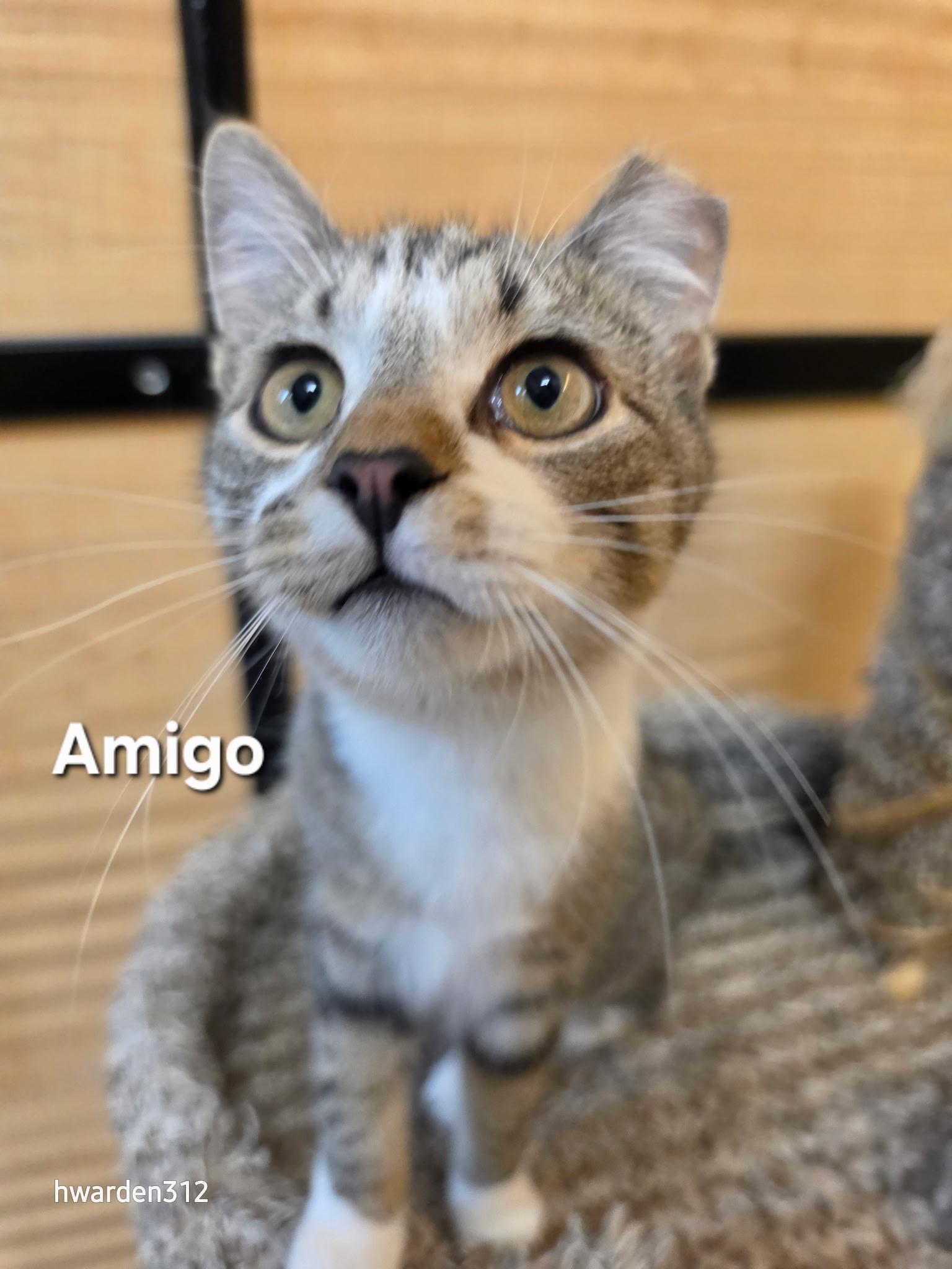Amigo and Chacho, ADOPTABLE, Young Male Domestic Short Hair.
