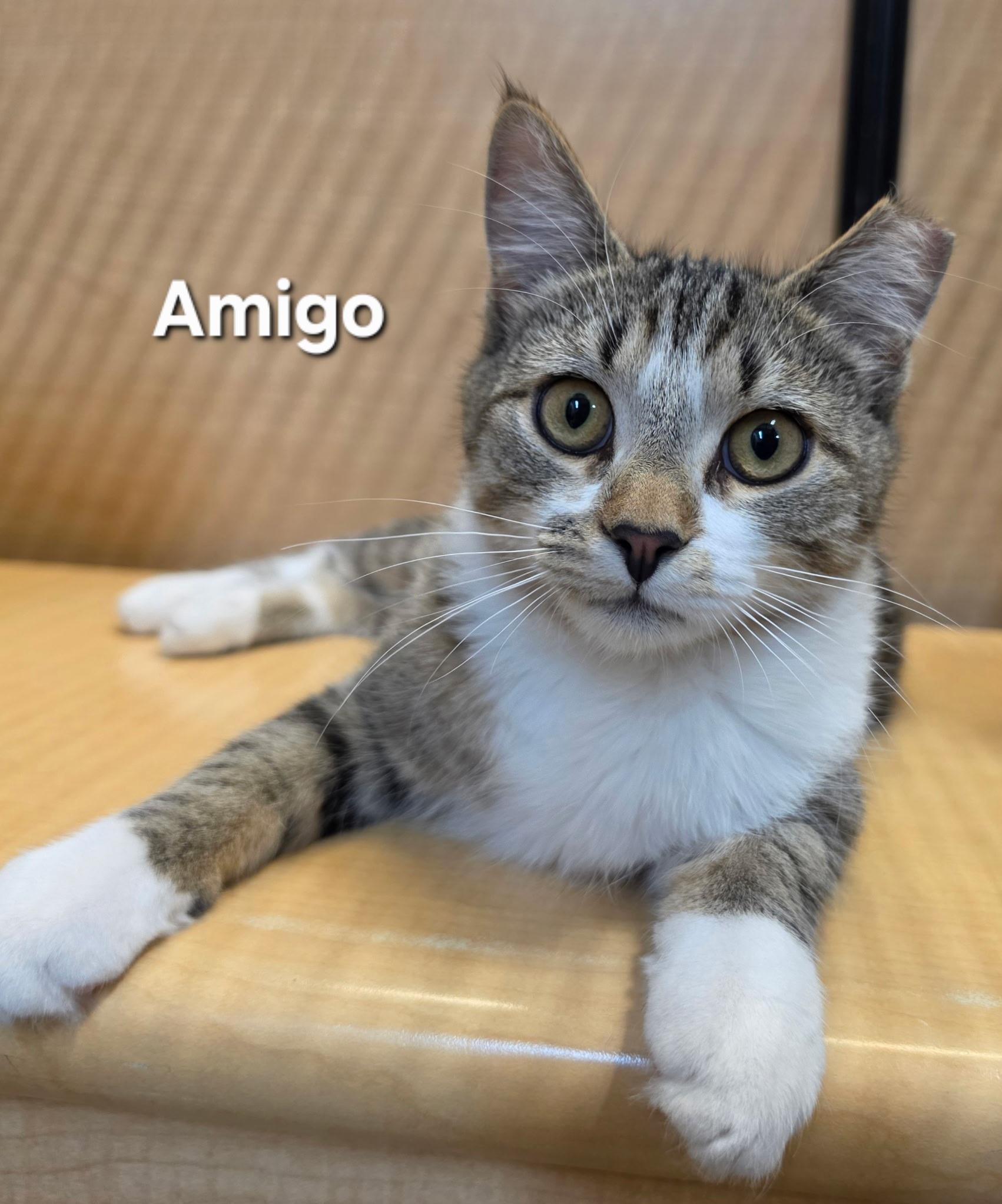 Enlarge Amigo and Chacho, a ADOPTABLE Domestic Short Hair in Temple, PA image 3/4
