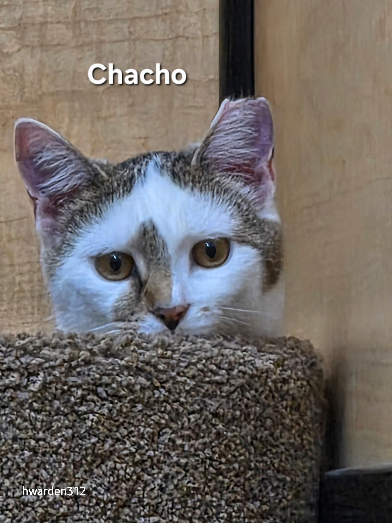 Enlarge Amigo and Chacho, a ADOPTABLE Domestic Short Hair in Temple, PA image 4/4
