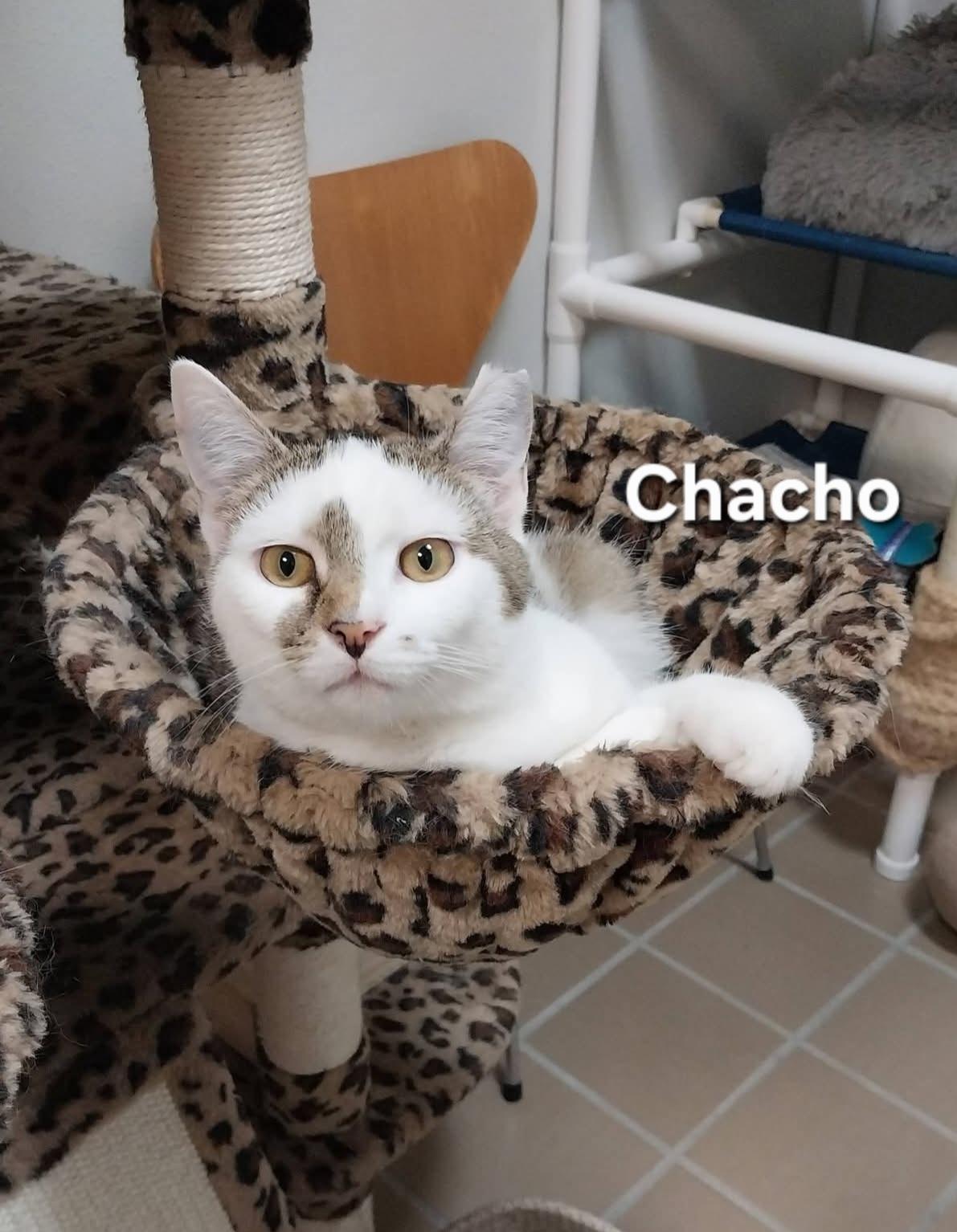 Chacho, ADOPTABLE, Young Male Domestic Short Hair.