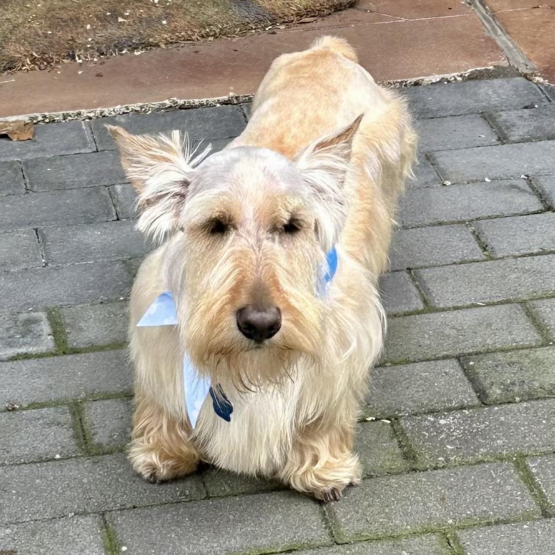Enlarge Oliver, a Adoptable Scottish Terrier in Broken Arrow, OK image 1/1