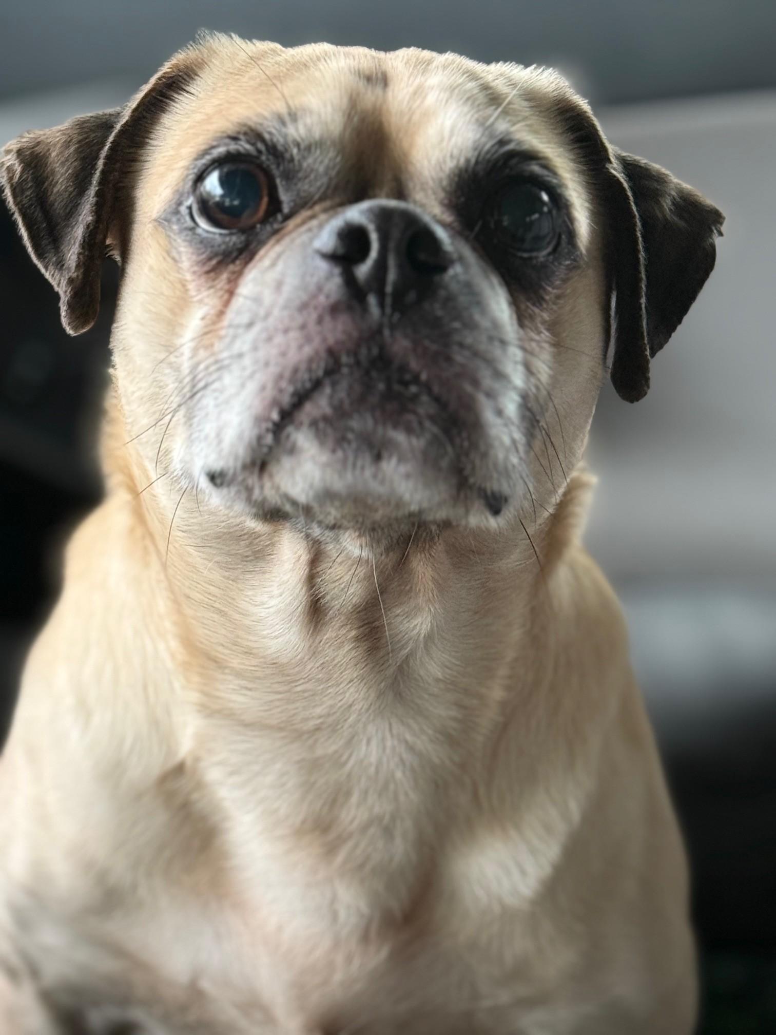 Brutus