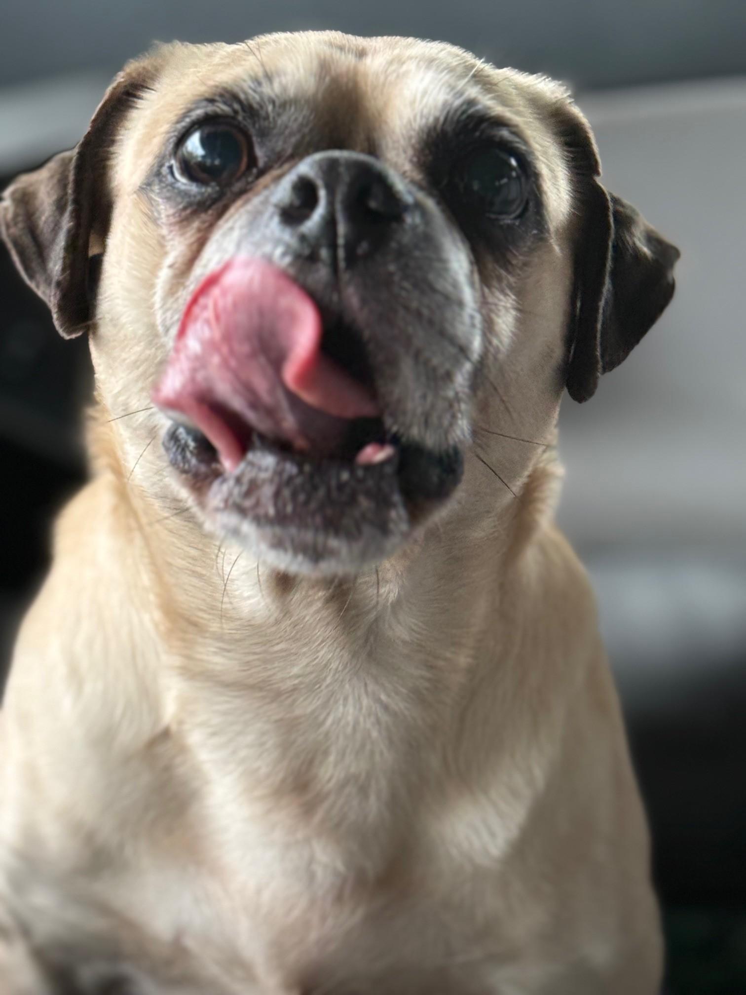 Brutus photo 2