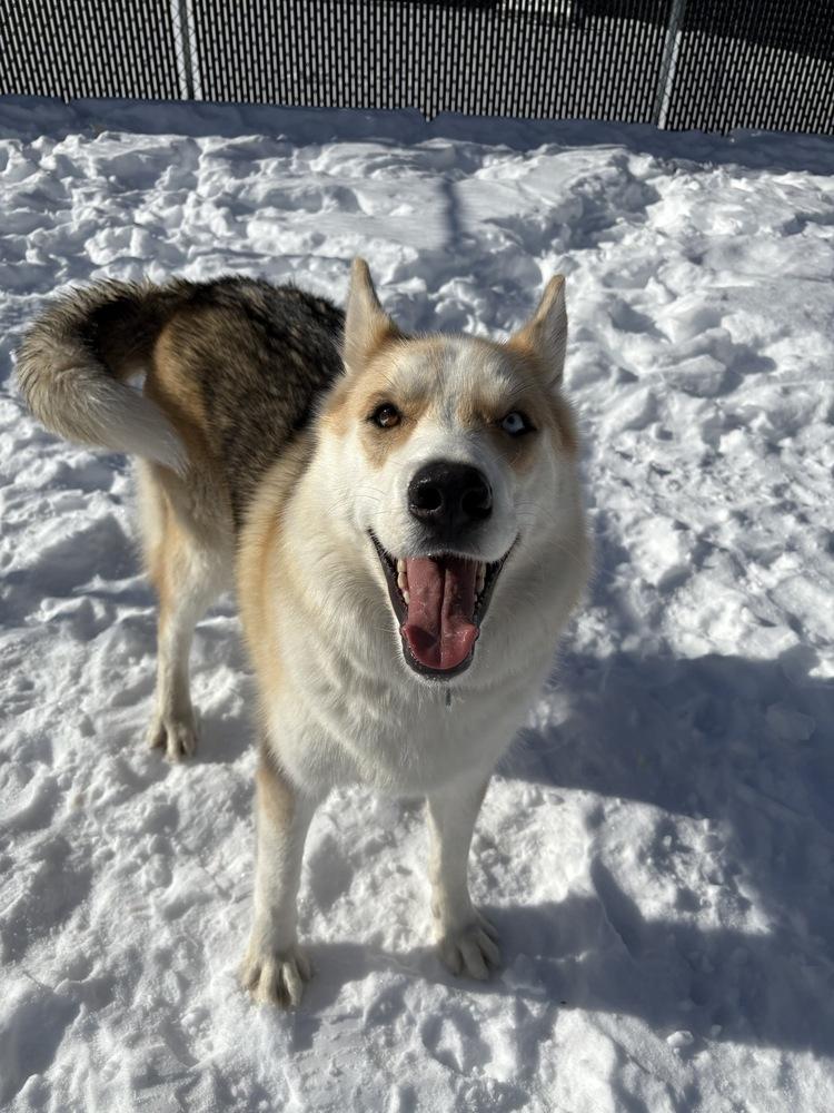 Enlarge Dougie, a Adoptable mixed breed in Trenton, ME image 4/6
