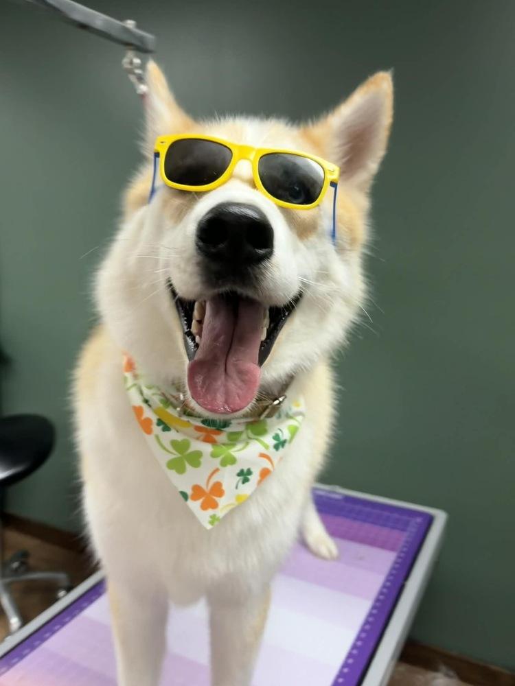 Enlarge Dougie, a Adoptable mixed breed in Trenton, ME image 5/6