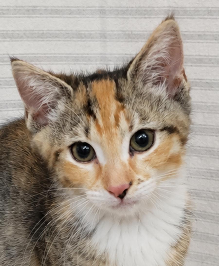 Kitten Yasso at Montrose Petsmart!, Adoptable, Kitten Female Tabby & Calico.