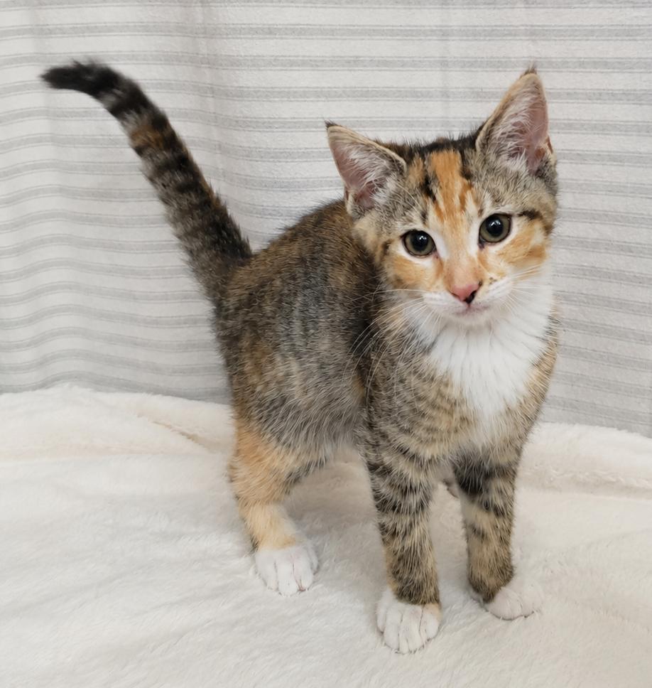 Enlarge Kitten Yasso at Montrose Petsmart!, a Adoptable mixed breed in Cuyahoga Falls, OH image 2/2