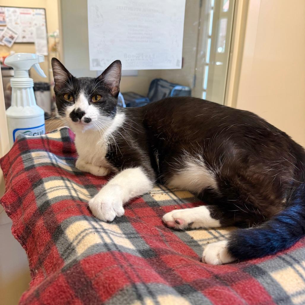 Enlarge Caspian, a Adoptable Domestic Short Hair in Agoura Hills, CA image 1/6