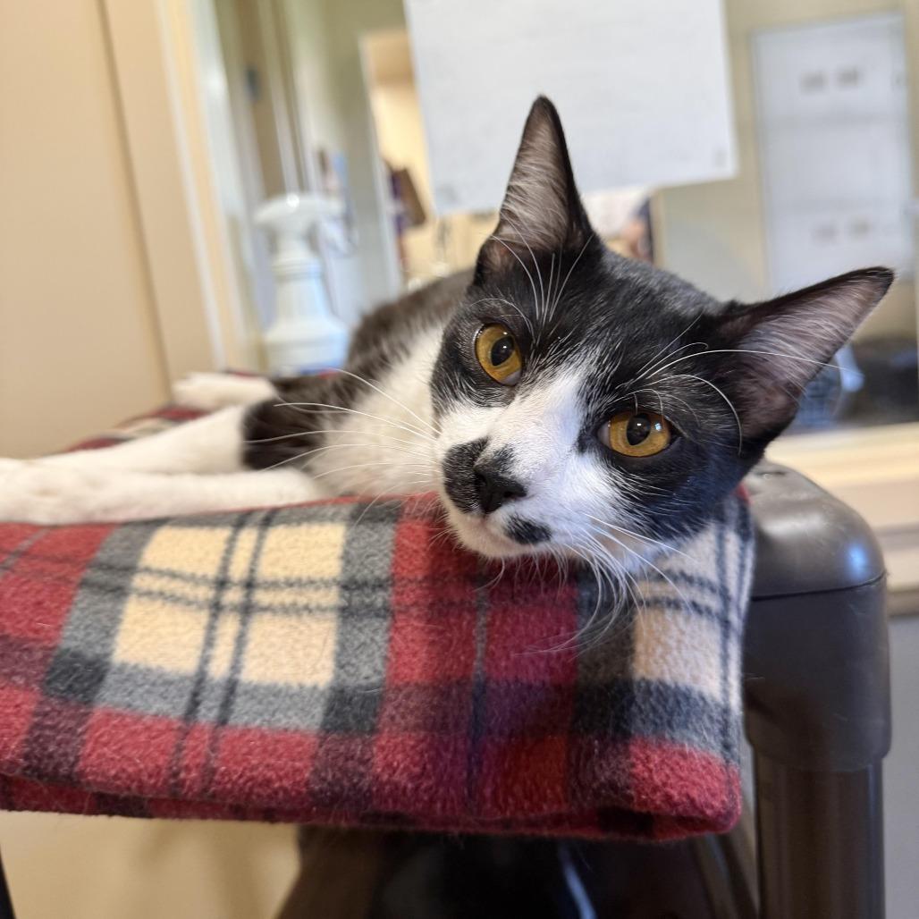 Enlarge Caspian, a Adoptable Domestic Short Hair in Agoura Hills, CA image 2/6