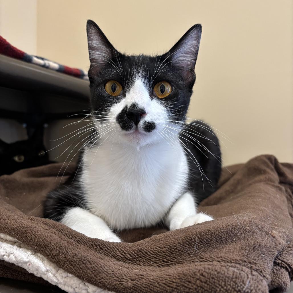 Enlarge Caspian, a Adoptable Domestic Short Hair in Agoura Hills, CA image 3/6