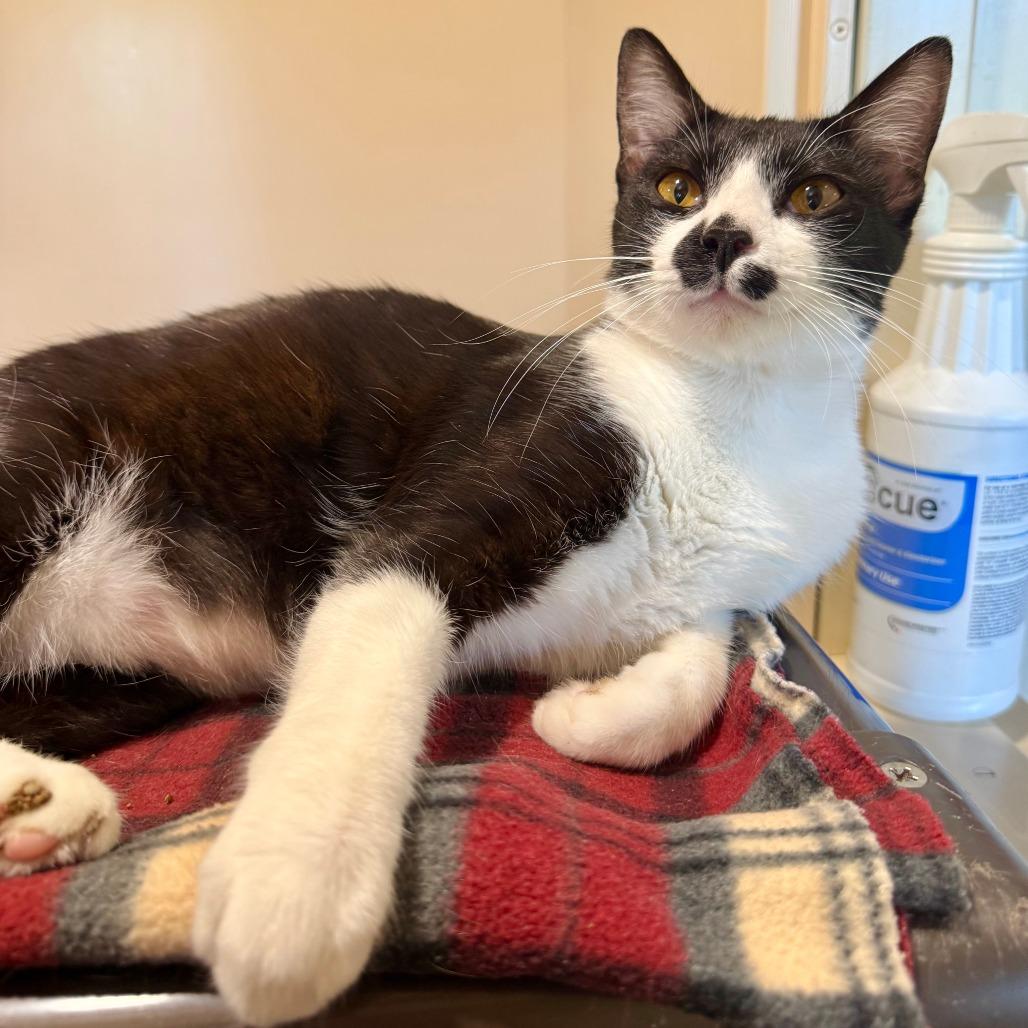 Enlarge Caspian, a Adoptable Domestic Short Hair in Agoura Hills, CA image 4/6