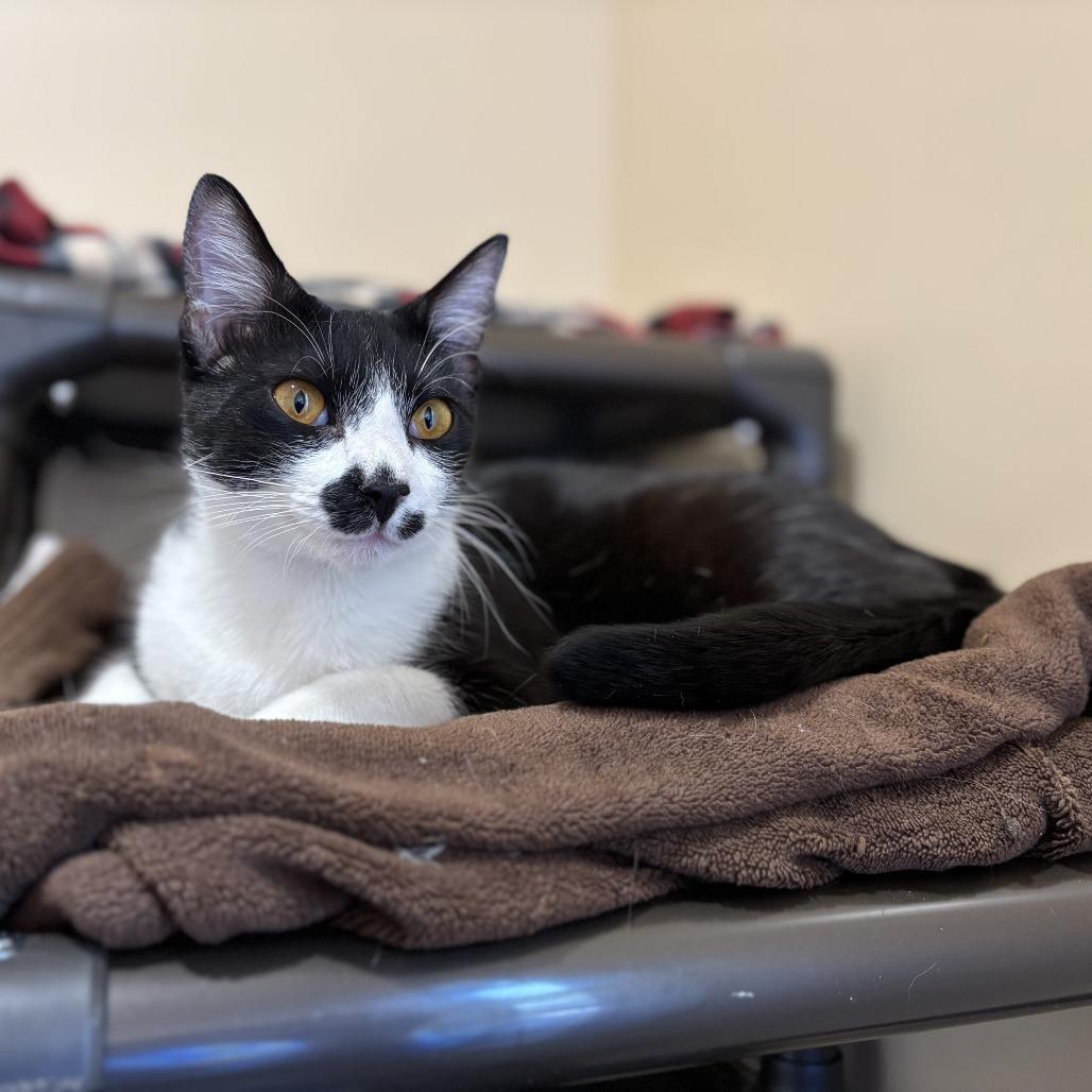 Enlarge Caspian, a Adoptable Domestic Short Hair in Agoura Hills, CA image 5/6