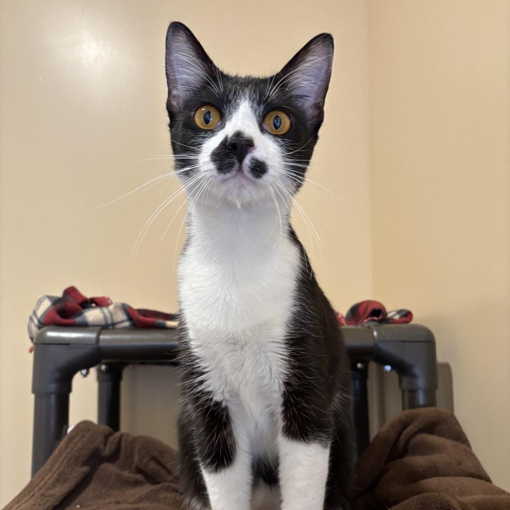 Enlarge Caspian, a Adoptable Domestic Short Hair in Agoura Hills, CA image 6/6