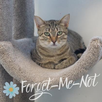 Foxtail, Adoptable, Young Female Domestic Short Hair & Domestic Short Hair.