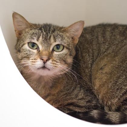 Foxtail, Adoptable, Young Female Domestic Short Hair & Domestic Short Hair.