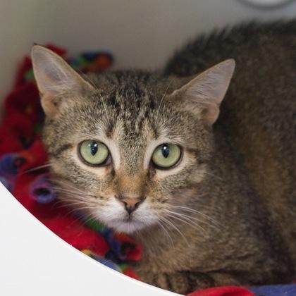 Foxtail, a Adoptable mixed breed in Verona, WI image 2/3