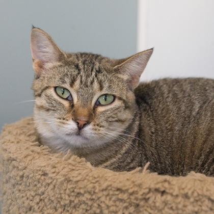 Enlarge Foxtail, a Adoptable mixed breed in Verona, WI image 2/3