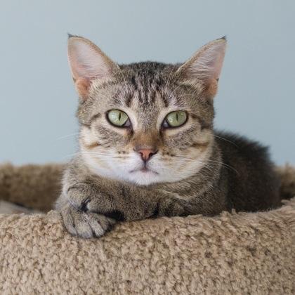 Foxtail, a Adoptable mixed breed in Verona, WI image 2/3