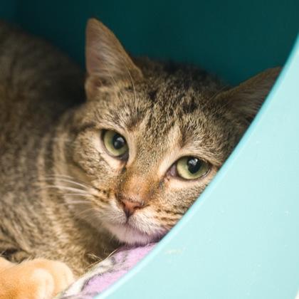 Foxtail, a Adoptable mixed breed in Verona, WI image 3/3