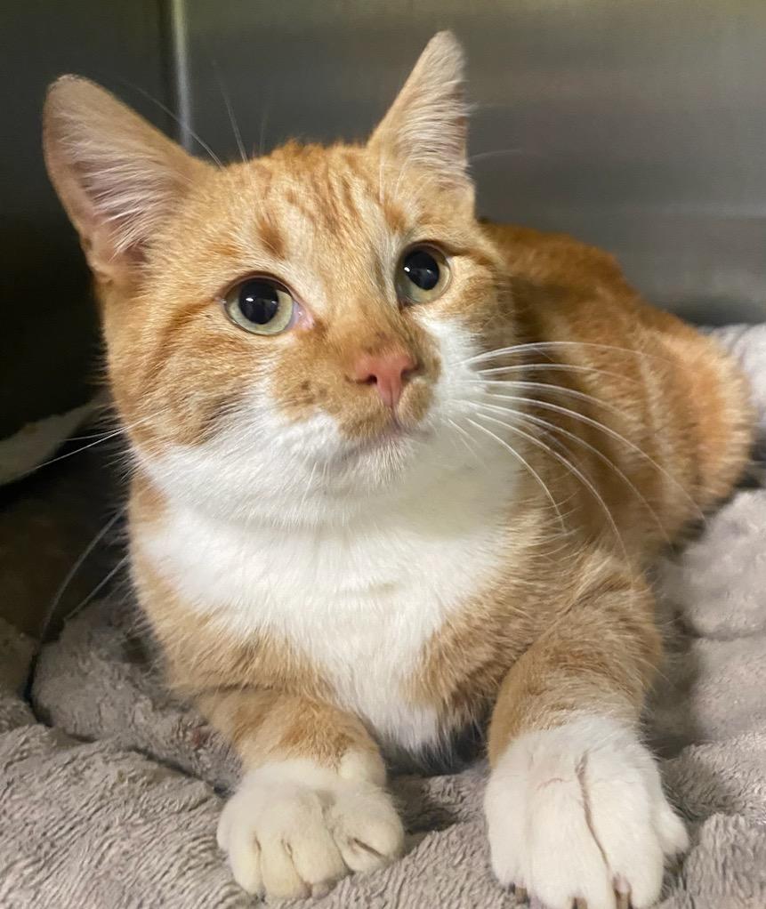 Cheeto, ADOPTABLE, Young Male Tabby.