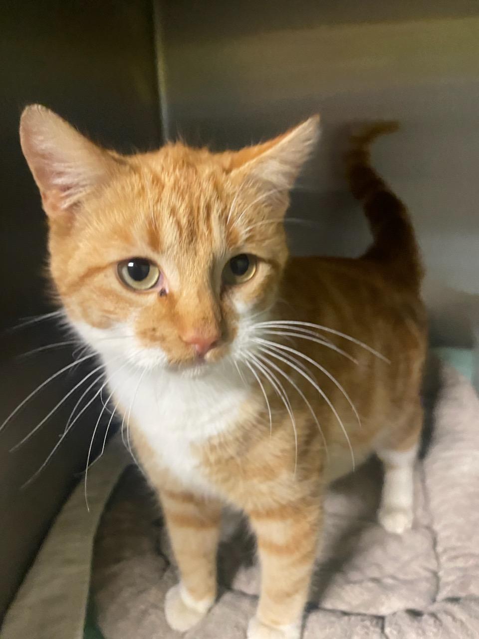 Enlarge Cheeto, a ADOPTABLE Tabby in Polson, MT image 3/3