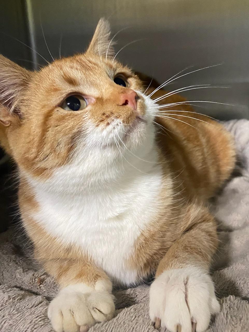 Enlarge Cheeto, a ADOPTABLE Tabby in Polson, MT image 2/3