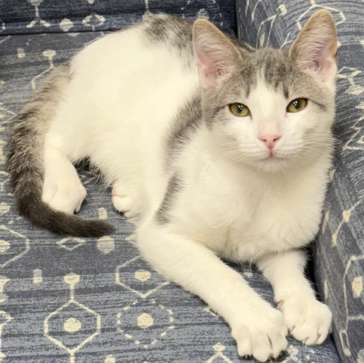 Enlarge Woodsy, a Adopted Domestic Short Hair in Bolivia, NC image 1/1