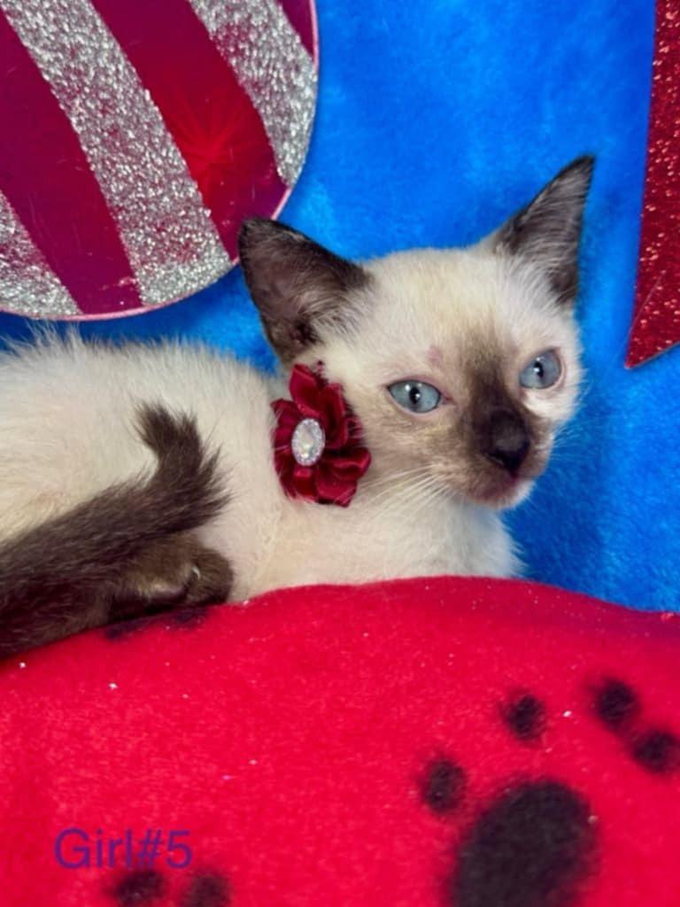 Autumn, Adopted, Young Female Siamese.