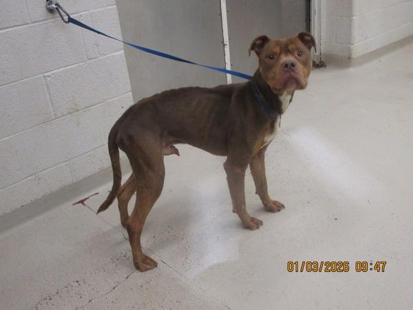 Khalil(803), Adoptable, Adult Male Pit Bull Terrier.