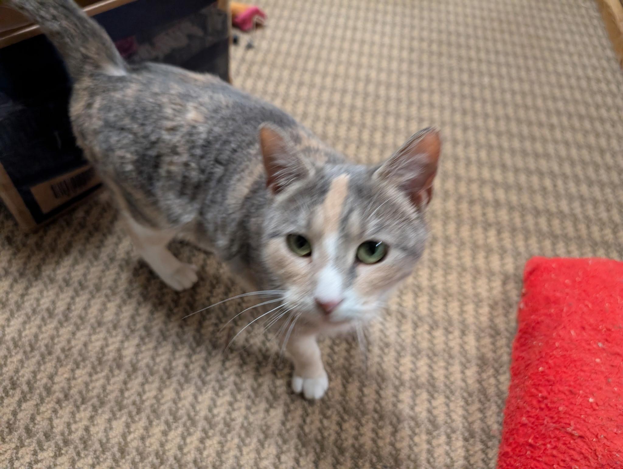 Enlarge Gemma, an adopted Dilute Calico in Cedars, PA image 2/4