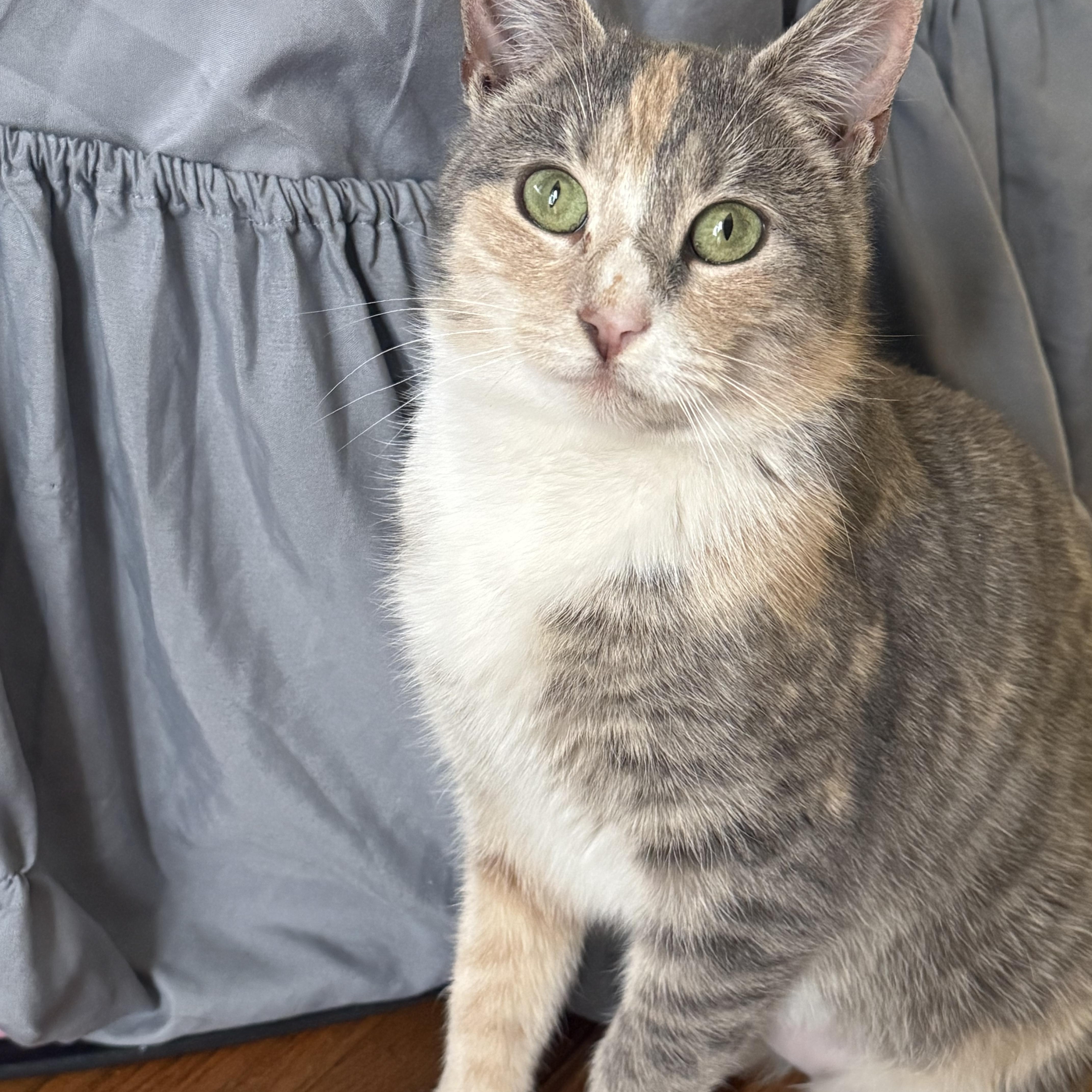 Enlarge Gemma, a ADOPTABLE Dilute Calico in Cedars, PA image 1/1