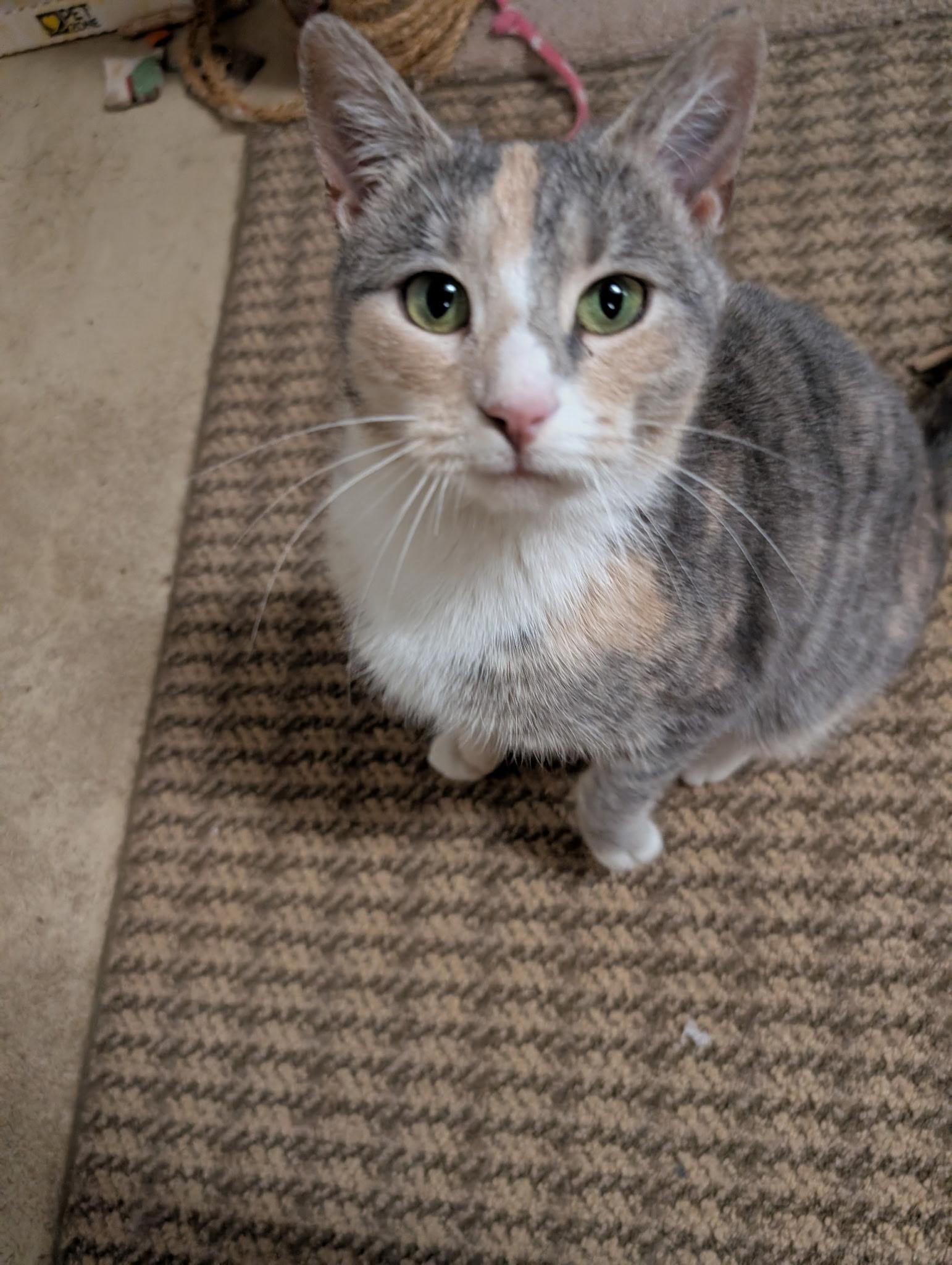 Enlarge Gemma, an adopted Dilute Calico in Cedars, PA image 3/4