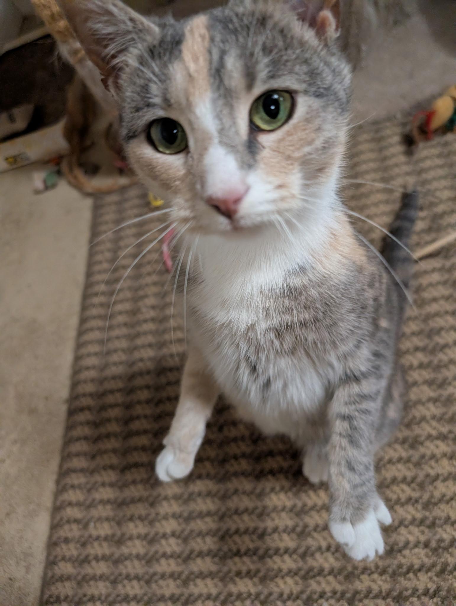 Enlarge Gemma, an adopted Dilute Calico in Cedars, PA image 4/4