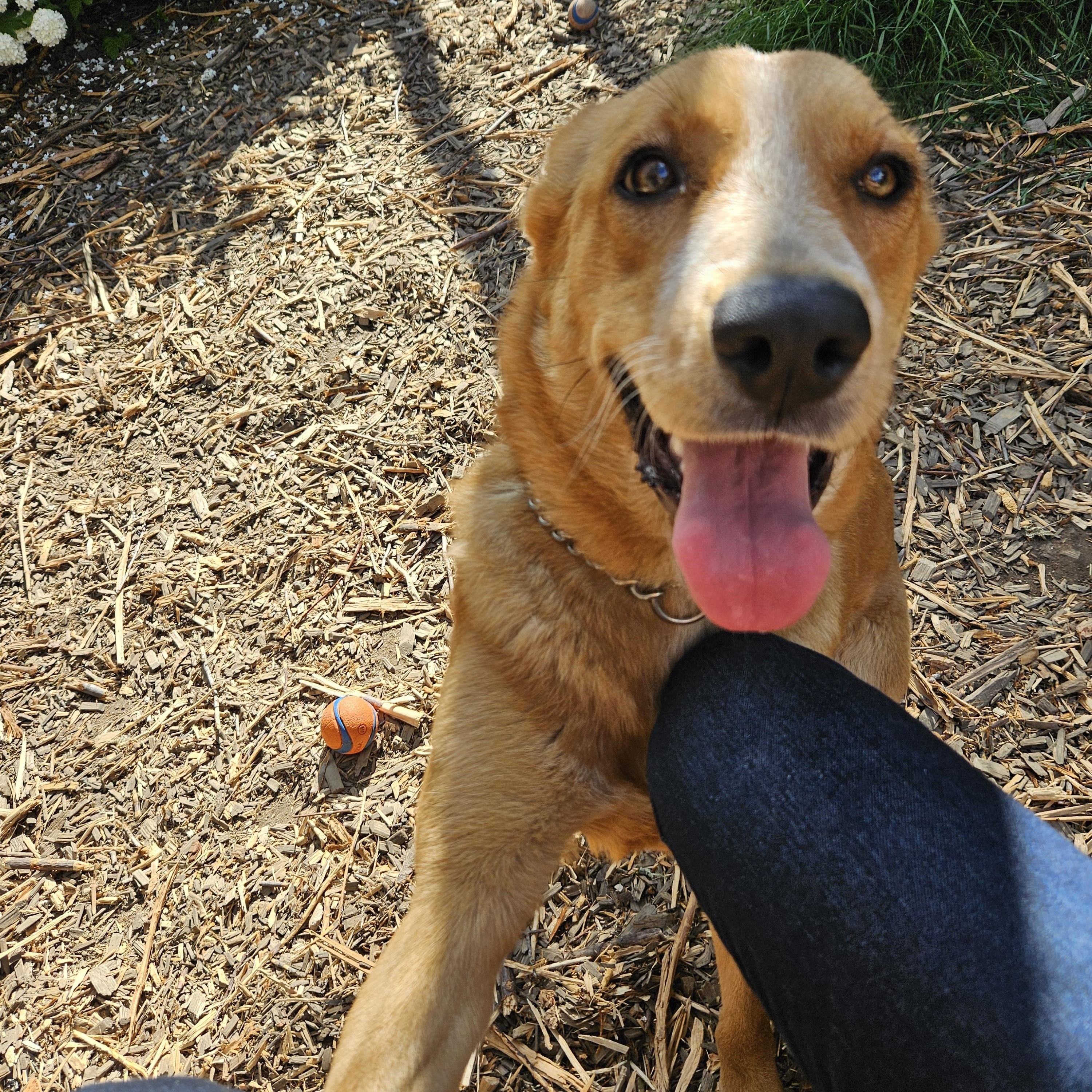 Ember, a ADOPTABLE mixed breed in Junction City, OR image 2/6