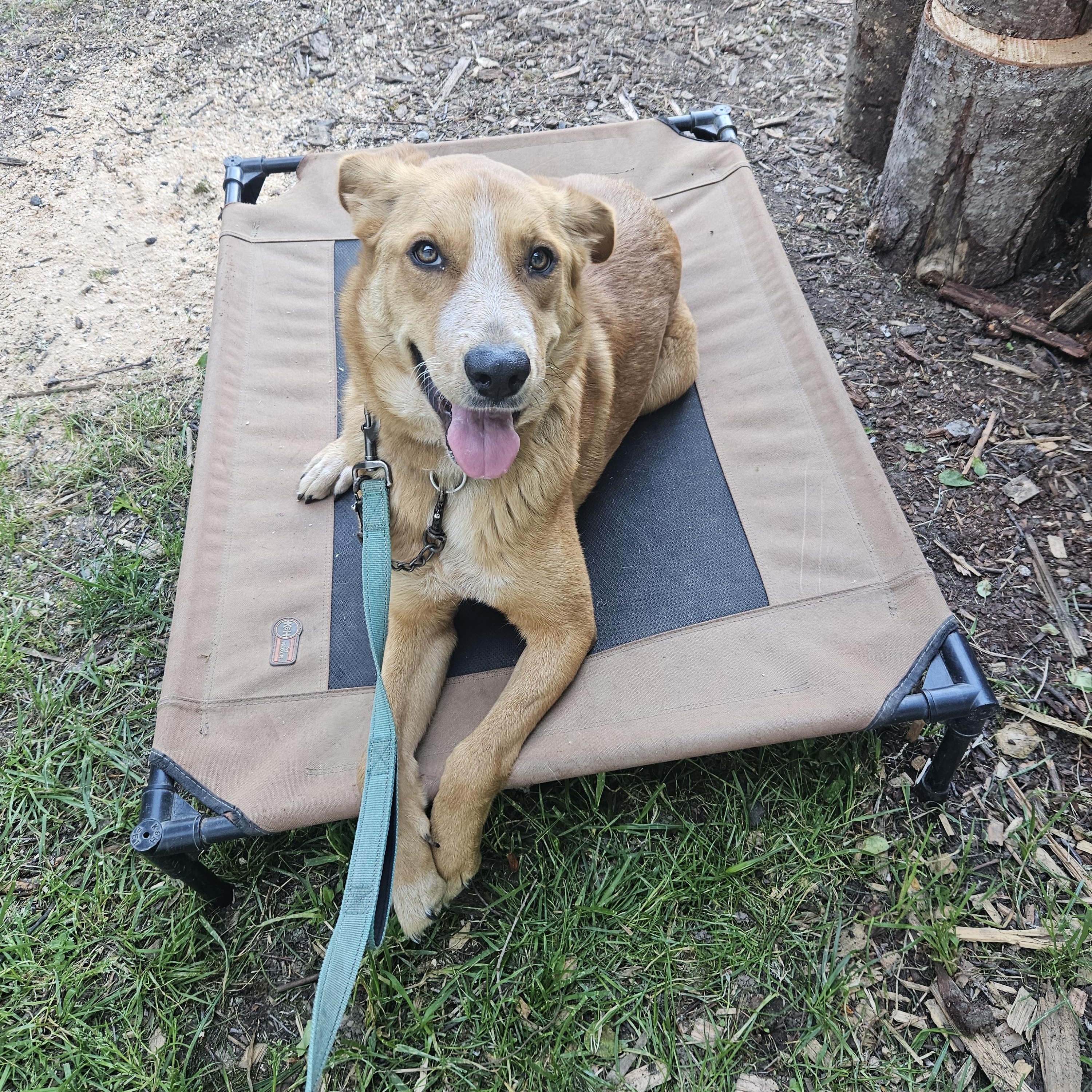 Ember, ADOPTABLE, Young Female Golden Retriever & Australian Cattle Dog / Blue Heeler.