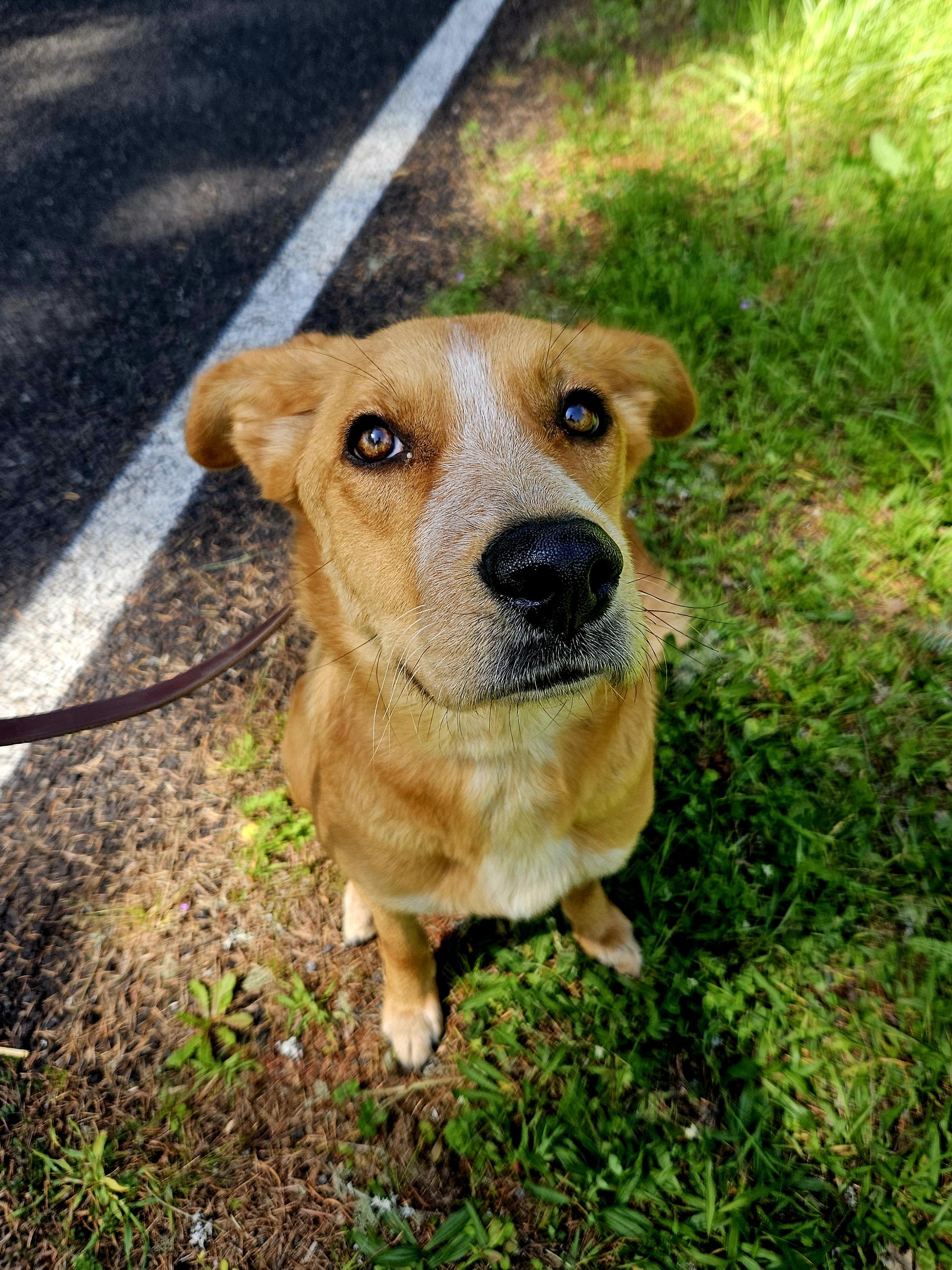 Ember, a ADOPTABLE mixed breed in Junction City, OR image 5/6